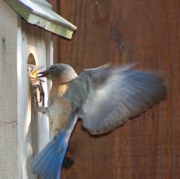 bluebird feeding